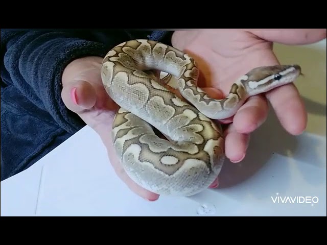 Cure Ball Python head shyness
