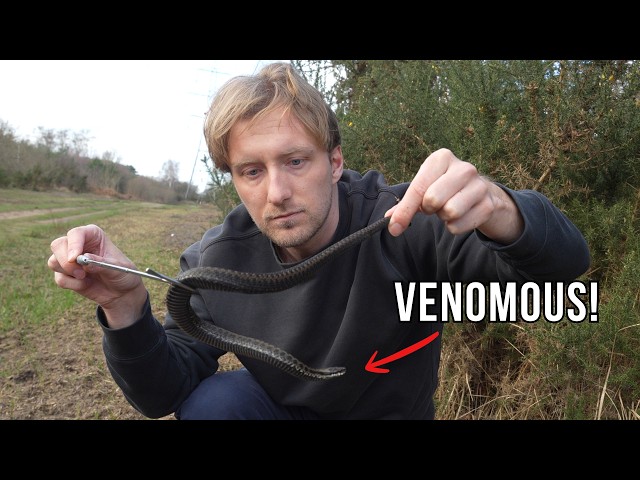 I Tracked Down Britain’s Rarest Venomous Snake