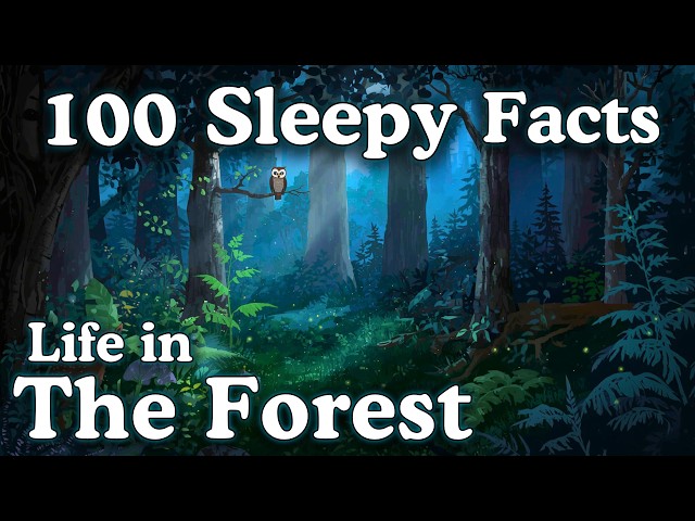 The Most Relaxing Facts About Life in The Forest to Fall Asleep To