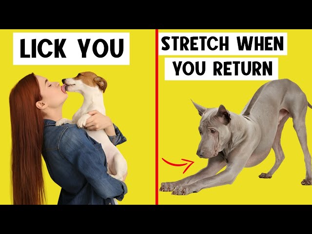 15 Weird Dog Behaviors Explained 🔥