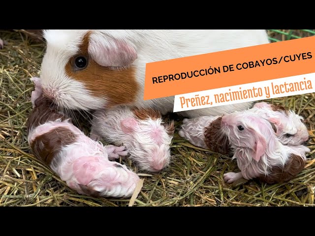 Guinea pig breeding 🐹 (pregnancy, birth, and lactation)