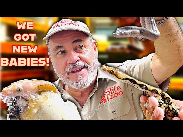 Opening Python Eggs! 🐍😍 Amazing Baby Snake Patterns Revealed🤯