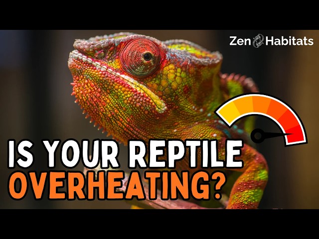 Is Your Reptile Overheating? Warning Signs You CAN'T Ignore