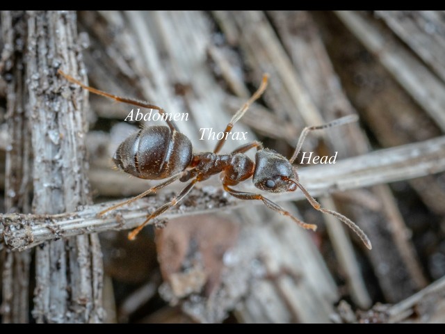 Bug Basics Ep1: What is an insect? #bugs #insects #entomology #ants