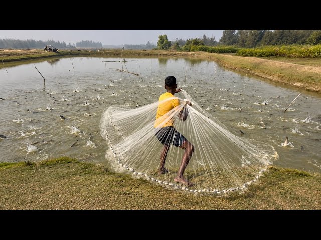 Cast Net Fishing | Village Fishermen Casting Fish With A Cast Net By Beautiful Nature 
