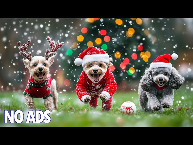 12 Hours Calming Dog TV🐶Stress Relief Music for Dogs, Separation Anxiety ❄️ Relax & Deep Sleep