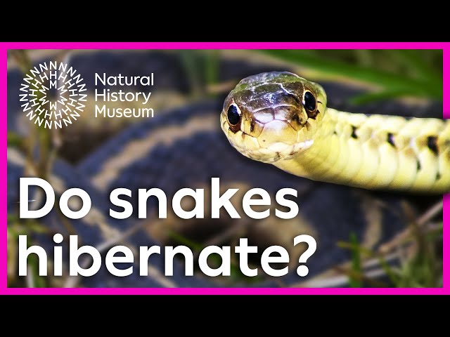 Snakes in cold weather: what is brumation? | Surprising Science