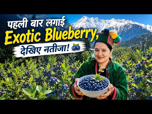 || First Time Growing Exotic Blueberries in Kinnaur!  🫐 || Blueberry Smoothie|| 