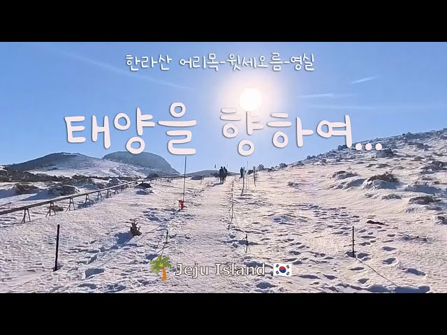 태양을 향해 가는듯... 눈덮힌 한라산 어리목- 영실 등반 (힘들지 않아요. 총 3 -3.5시간) 8.4km
