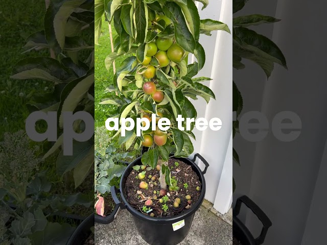 🍎 Best Fruit Trees to Grow in Pots – Perfect for Small Spaces! 🌿✨