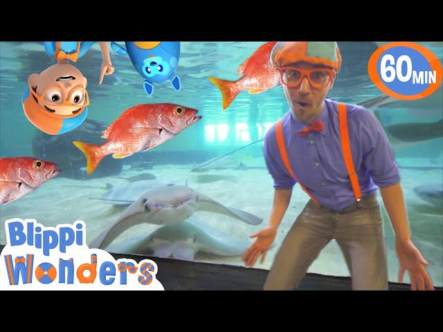 Blippi Visits an Aquarium! | Blippi & Blippi Wonders Educational Videos for Kids