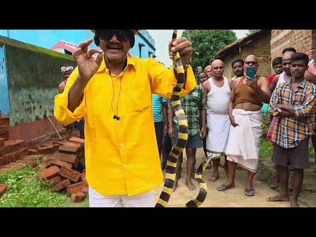 How the snake hunter hid after eating a snake