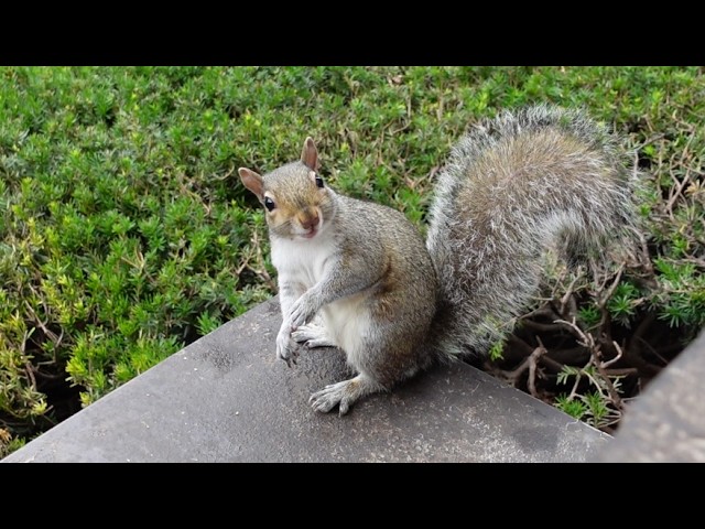 This squirrel has the CUTEST reaction to his name