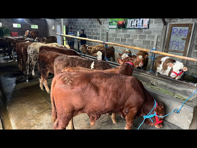 Spil Bibit Sapi Mulai 7 jt an