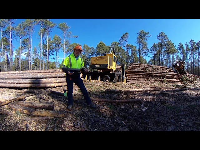 360 Video - Sorting Wood at the Logging Deck