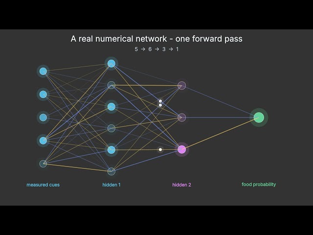 From Ant Trails to Neural Networks | How Hidden Layers Learn to Abstract