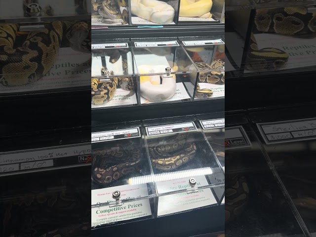 Ball python Scott Smith all Animal Expo St. Charles Illinois