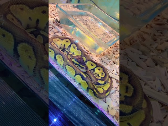 #snake 🐍 ball python