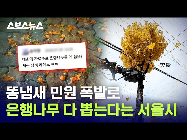 It costs 400 million won to pull out the trees? / SBS News