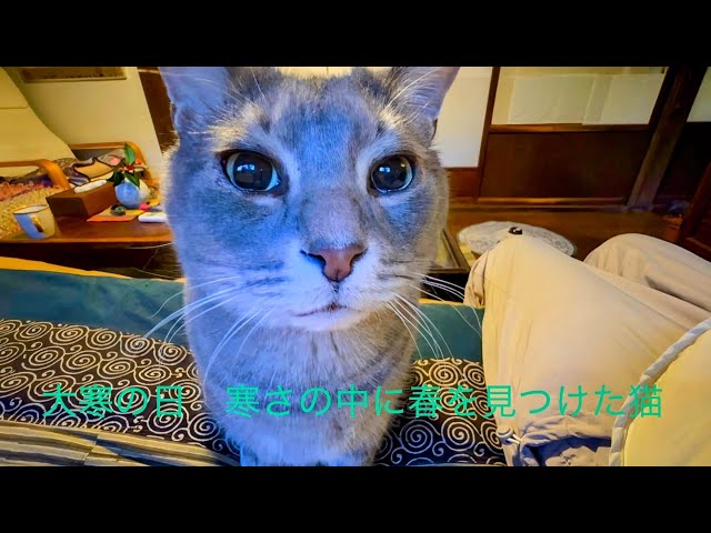 [A cat finds spring in the cold on the coldest day of the year]