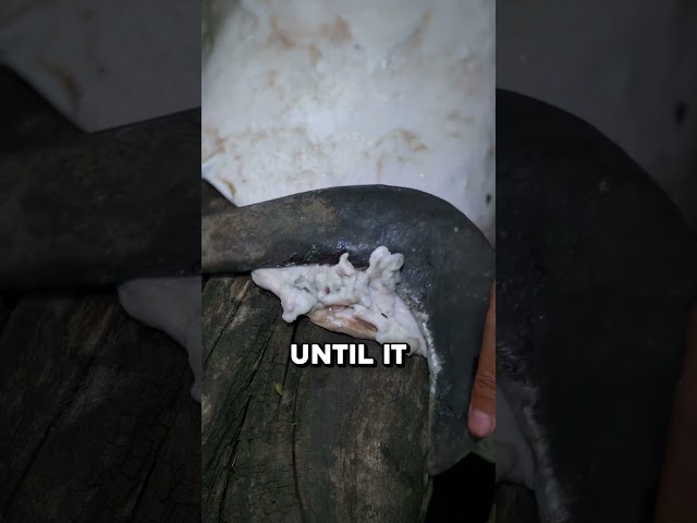 How Donkey Hide Became a Survival Essential