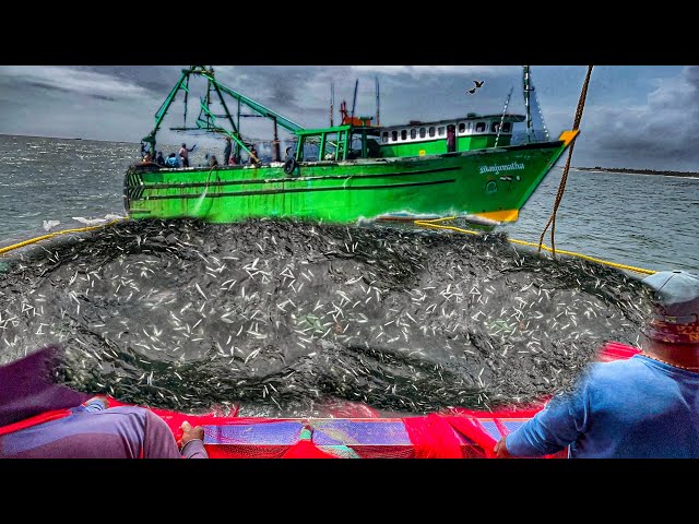10 Tons of Mackerel Caught in One Purse Seine Net ‼️Massive Fishing Adventure 🐟🤩