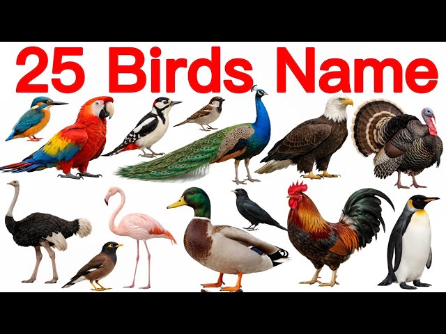 ​25 Birds Name English and Hindi & Pictures | 25 Birds Name | Educational Video | Birds Sound