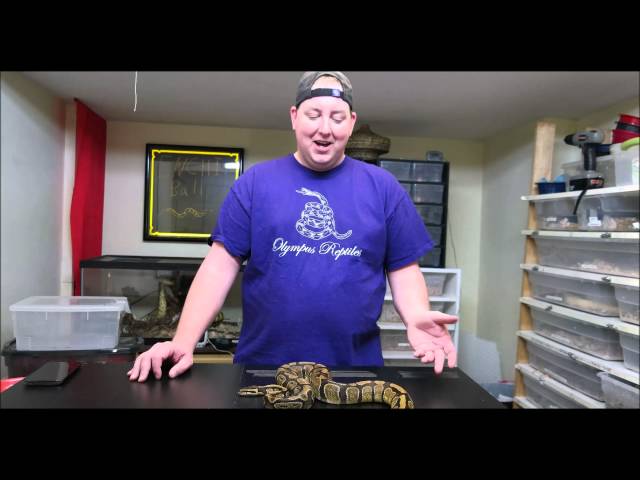 Olympus Reptiles Episode #20 Enchi Ball Python