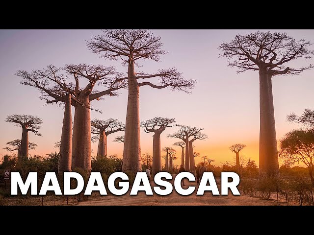 Madagascar | Nature Documentary