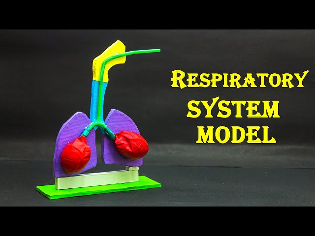 School Science Projects | Respiratory System Model
