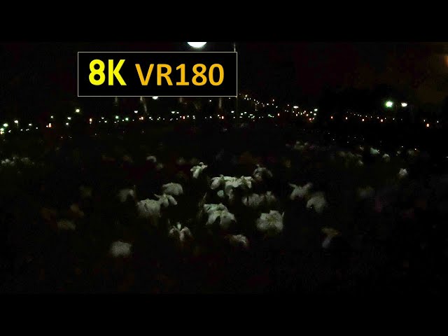 【8K VR180】宮城 多賀城あやめナイト