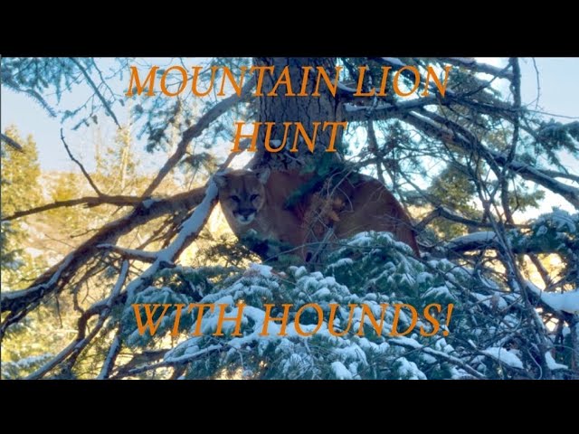 2025 UTAH MOUNTAIN LION HUNTING WITH HOUNDS! 