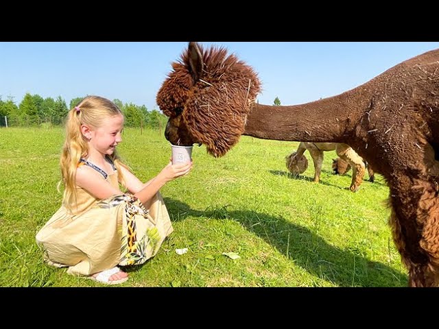 Nastya studies who alpacas are and takes care of animals