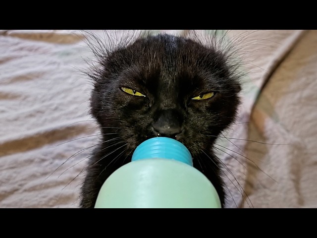 Certified Cat Behavior