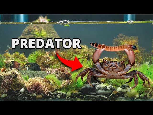 I Built an Ocean Ecosystem, 6 Months Later it’s a War Zone!