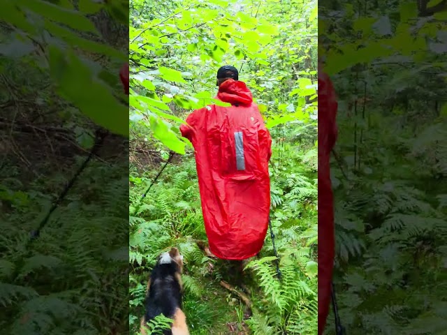 Corgi's are the best jungle companions.