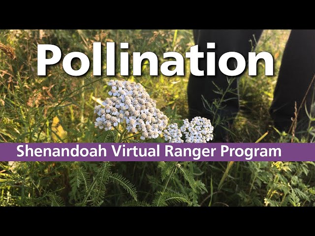 Virtual Ranger Program: Pollinators in the Meadow