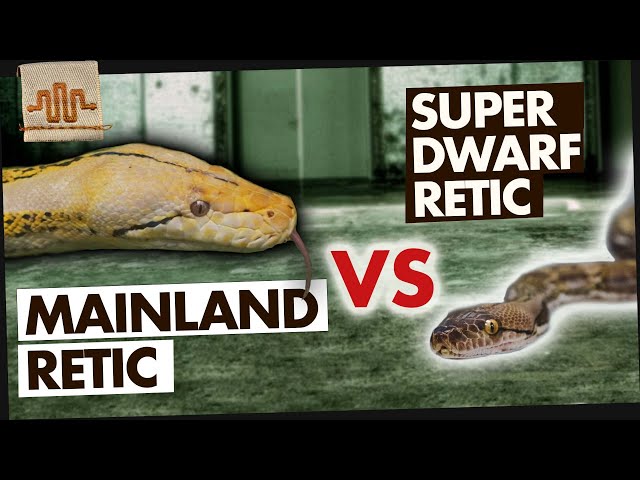 JAY BREWER tells us why MAINLANDS are a BIG DEAL.... | Superdwarf vs. The World