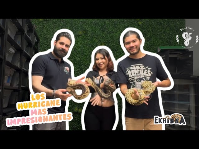Visita a Ekhidna Ball Python House: pasión por el Hurricane