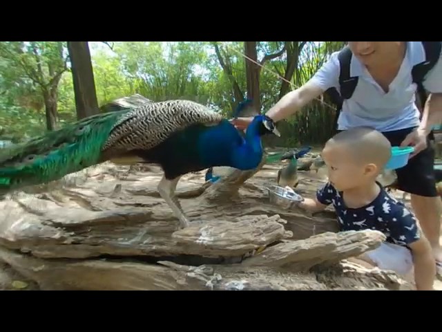 Zoo Tour-180 3D footage shot by QooCam