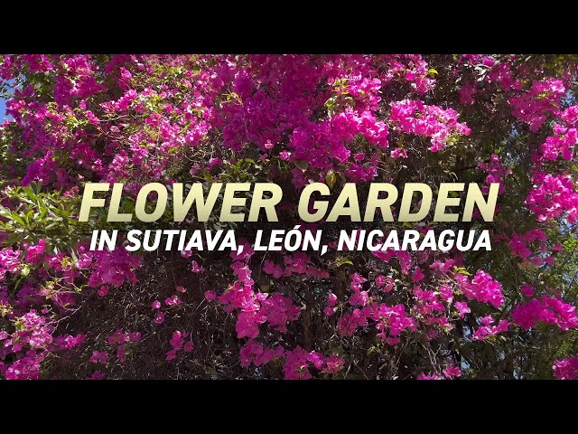 Flower Garden in Sutiava Leon Nicaragua 🇳🇮