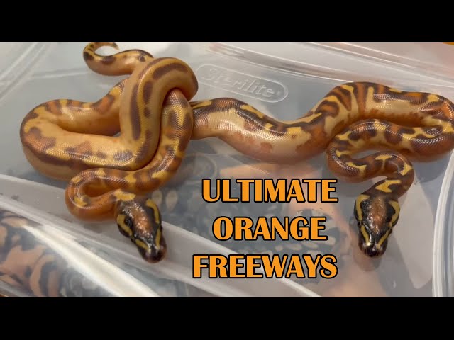 CRAZIEST FREEWAY BALL PYTHON COMBOS!