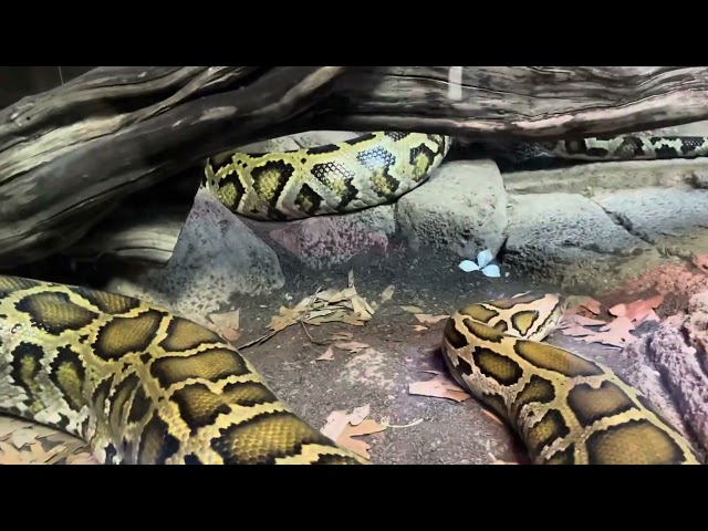 Indian Python at Seaquest, CA USA #snake #zoo #park #animals 