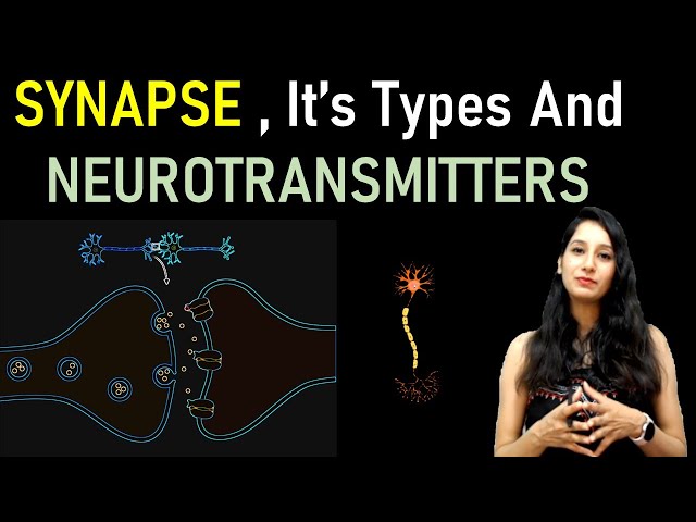 Synapse, its types and Neurotransmitter I Nervous system I Synaptic transmission I How synapse work?