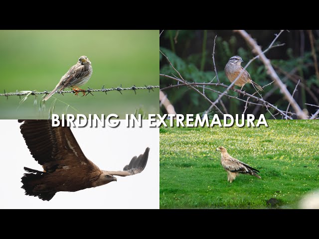 Birding in Extremadura (Spain), April 2025