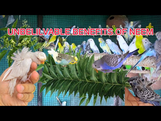 Birds ko Neem Patta Kiyo Dena Zaroori hay?Benefits of Neem for Birds Natural Medicine 
