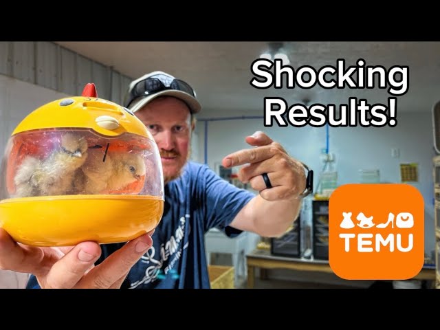 Hatching Chicks With Temu’s Cheapest Incubator!!