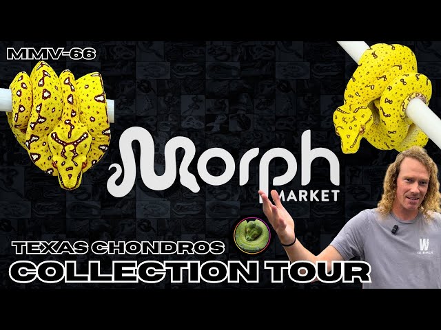 Picking Out The Perfect Yellow Baby Green Tree Python With TX Chondros | Part 1