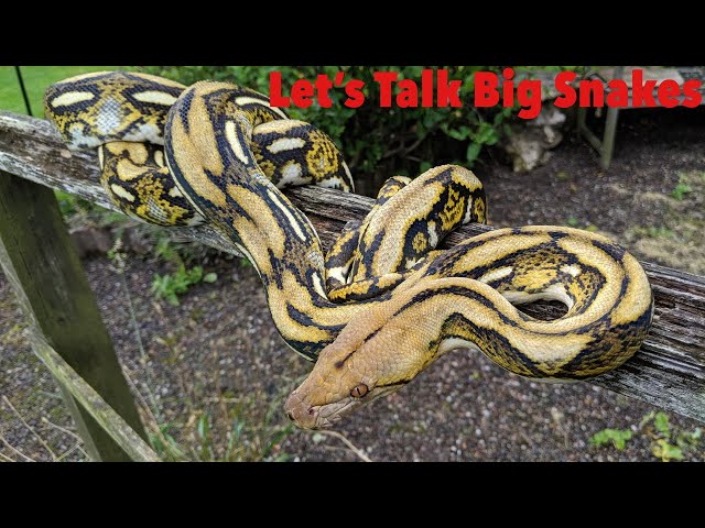 Reticulated Python vs Burmese Python | Huge Snakes