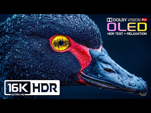 Never-Before-Seen Dolby Vision OLED HDR TEST 120fps | 16K ULTRA HD Nature Video (8K/4K Video TV)
